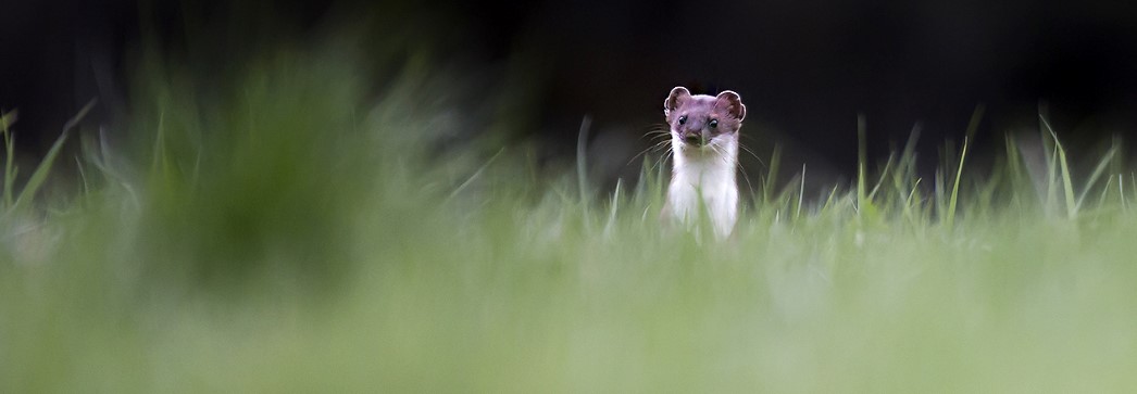 Une faune liée aux grands massifs forestiers